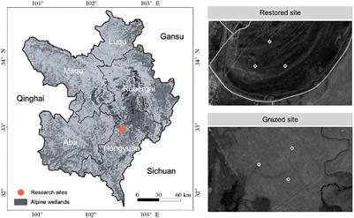 Interplay of soil characteristics and arbuscular mycorrhizal fungi diversity in alpine wetland restoration and carbon stabilization